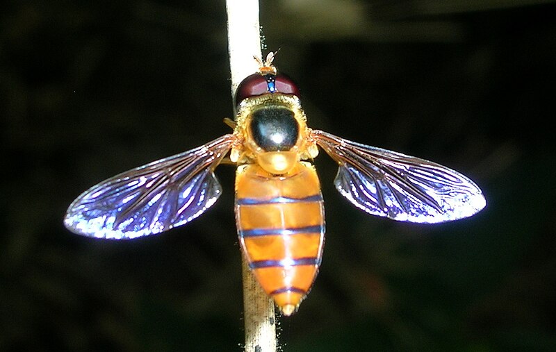 Fil:Syrphid Wynaad.jpg