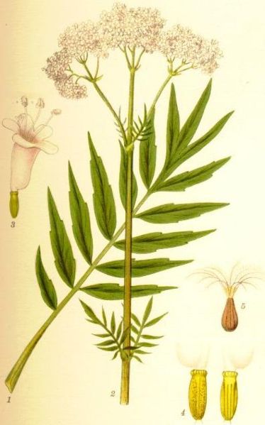 Fil:Valeriana officinalis vänderot.jpg